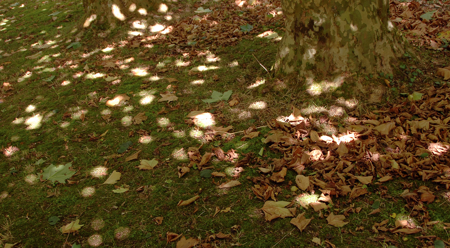 Les arbres filtrent le soleil, les taches de lumière se mélangent aux feuilles comme chez Monet ou Renoir.