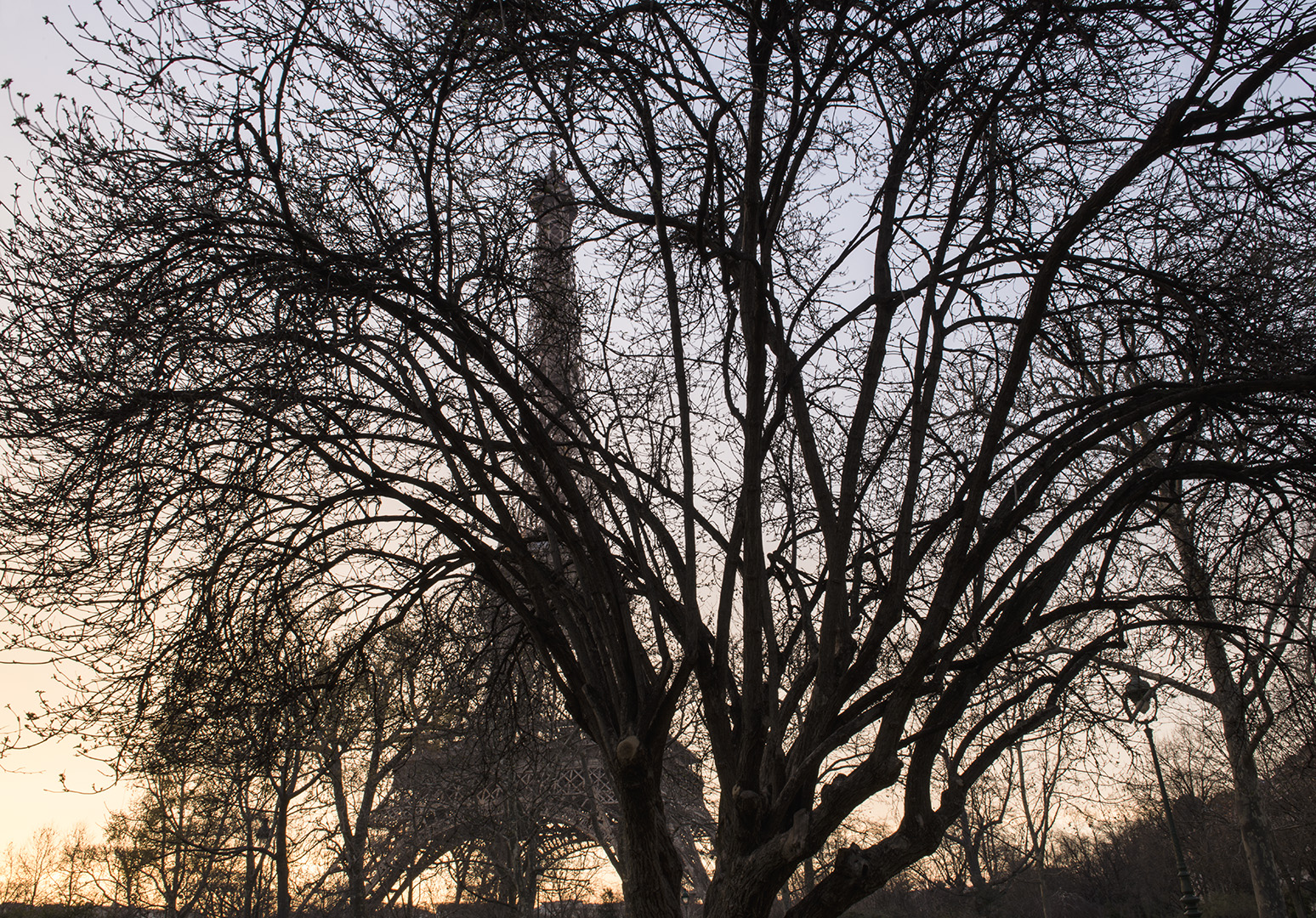 Analogie entre les arbres qui entourent la tour Eiffel et les échafaudages d’un immeuble géant